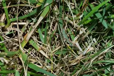 Dollarflecken Detail 20230625.webp
