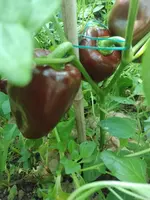 IMG_20230907_122358.webp
