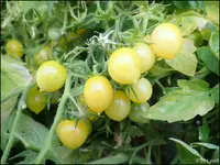 c033.webp