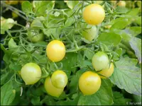 c035.webp