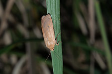 Eulenfalter Biltz 5 cm 20230908.jpg
