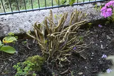 Buchs    0323.webp