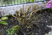 Buchs    0323.JPG
