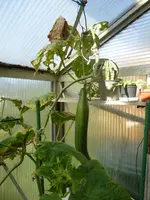 09 10 Salatgurke 1.webp