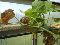 09 10 Salatgurke 2.webp