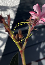 IMG_9020.jpeg