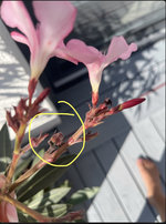 Oleander-Fruchtknoten.jpeg