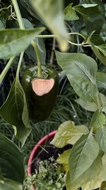 IMG_8041.jpeg