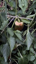 IMG_8042.jpeg