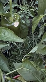 IMG_8043.jpeg