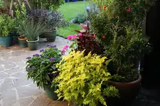 Terasse        6823.webp