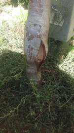 BAUM1.jpg