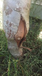 BAUM2.jpg