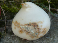ZwieSchimm.jpg
