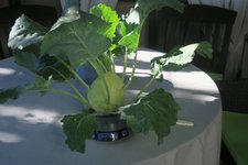 Kohlrabi 0623.jpg