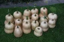 Kürbisernte 0223.webp