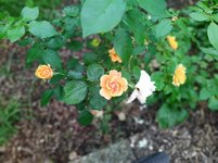 IMG_20230913_092106.jpg