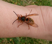 Königin 2.webp