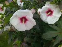 IMG_20230730_144027.webp