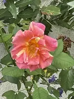 252CBE45-E66D-404C-A4ED-5C8F268AEF71.webp