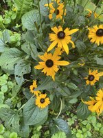 IMG_2576.jpeg