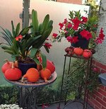 Clivia 15.9.23.jpg