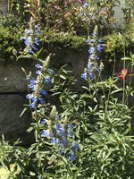 IMG_2943.jpeg