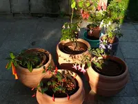 2023FuchSo1.webp