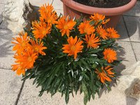 IMG_1165.JPG