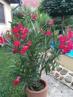 IMG_1169.JPG