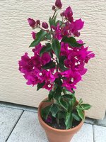 IMG_1170.JPG