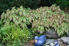 Epimedium   0121.webp