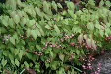 Epimedium0116.webp