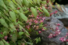 Epimedium0216.webp