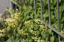 Epimedium0317.webp