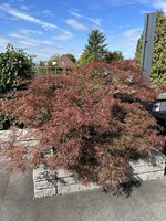 IMG_9208.jpeg