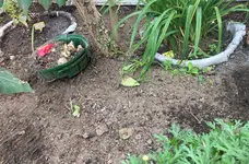 Blumenzwiebeln am Flieder_02.jpg