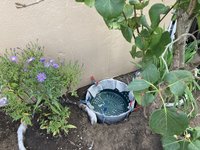 Blumenzwiebeln am Flieder_09.jpg