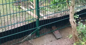 Rhizomsperre am Grenzzaun.jpg Rhizomsperre am Grenzzaun.jpg