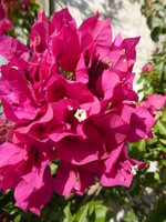 P1100888Bougainvillea.JPG