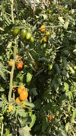 IMG_8129.jpeg
