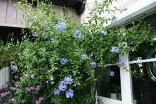 Bleiwurz0215.webp