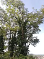 IMG_20230917_101919.jpg