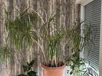 IMG_6597.jpeg