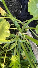 IMG_8161.jpeg