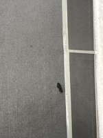 IMG_0181(2).JPEG