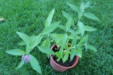 Sommerflieder Sämling violett 20230908.jpg
