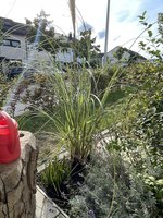 IMG_1933.jpeg