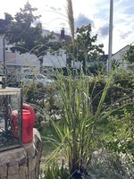 IMG_1932.jpeg
