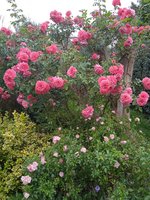 ,Rosarium uetersen 2.jpg